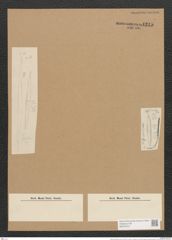 Nitzschia fusiformis Grun. (de-Toni-Nr.: Genus 47, Species 2118) Zeichnungen Sammlung Grunow Nr. 4245 (NHMW-BOT-W0372215)